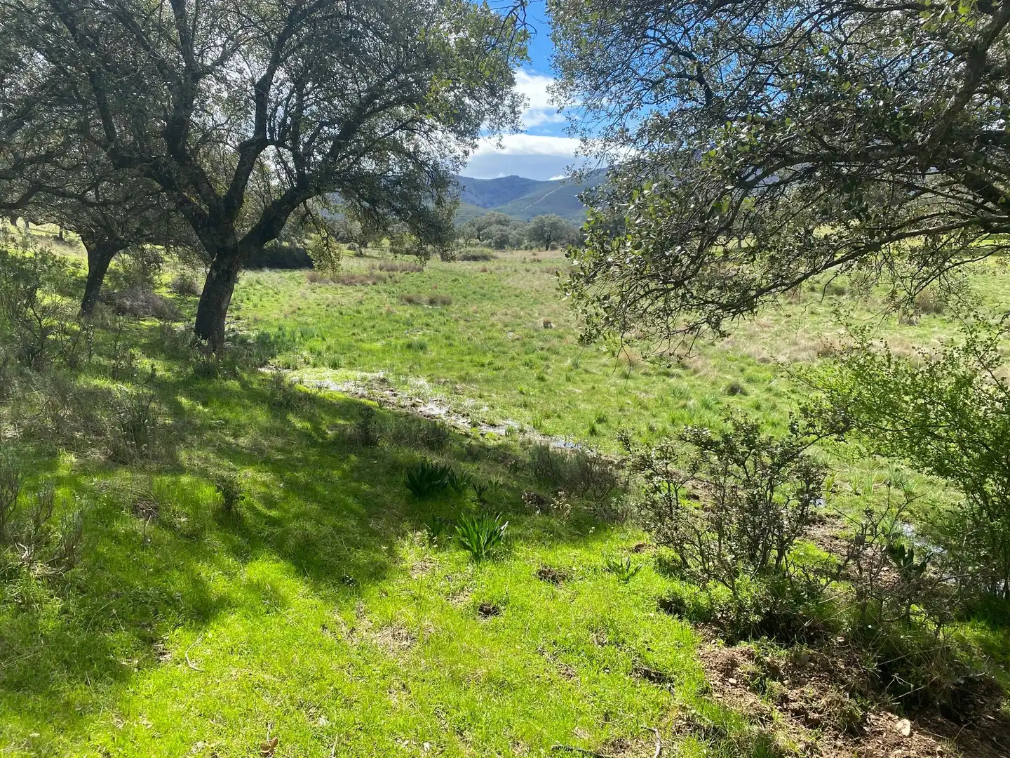 Terreny en venda en Mohedas de la Jara