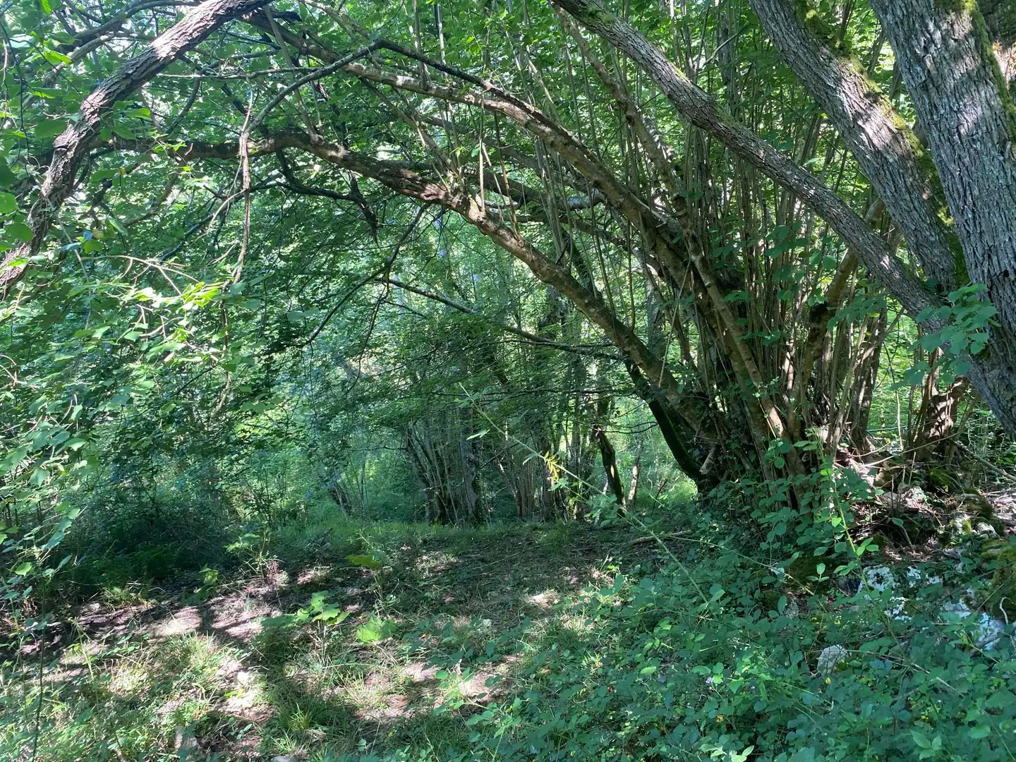 Terreno rustico in vendita a SEGÜENCO, imagen 2