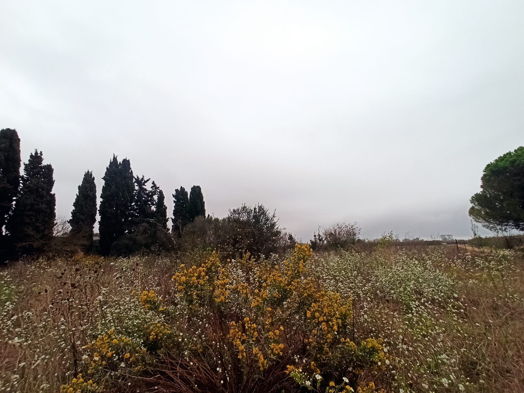 Land for sale in L'Armentera