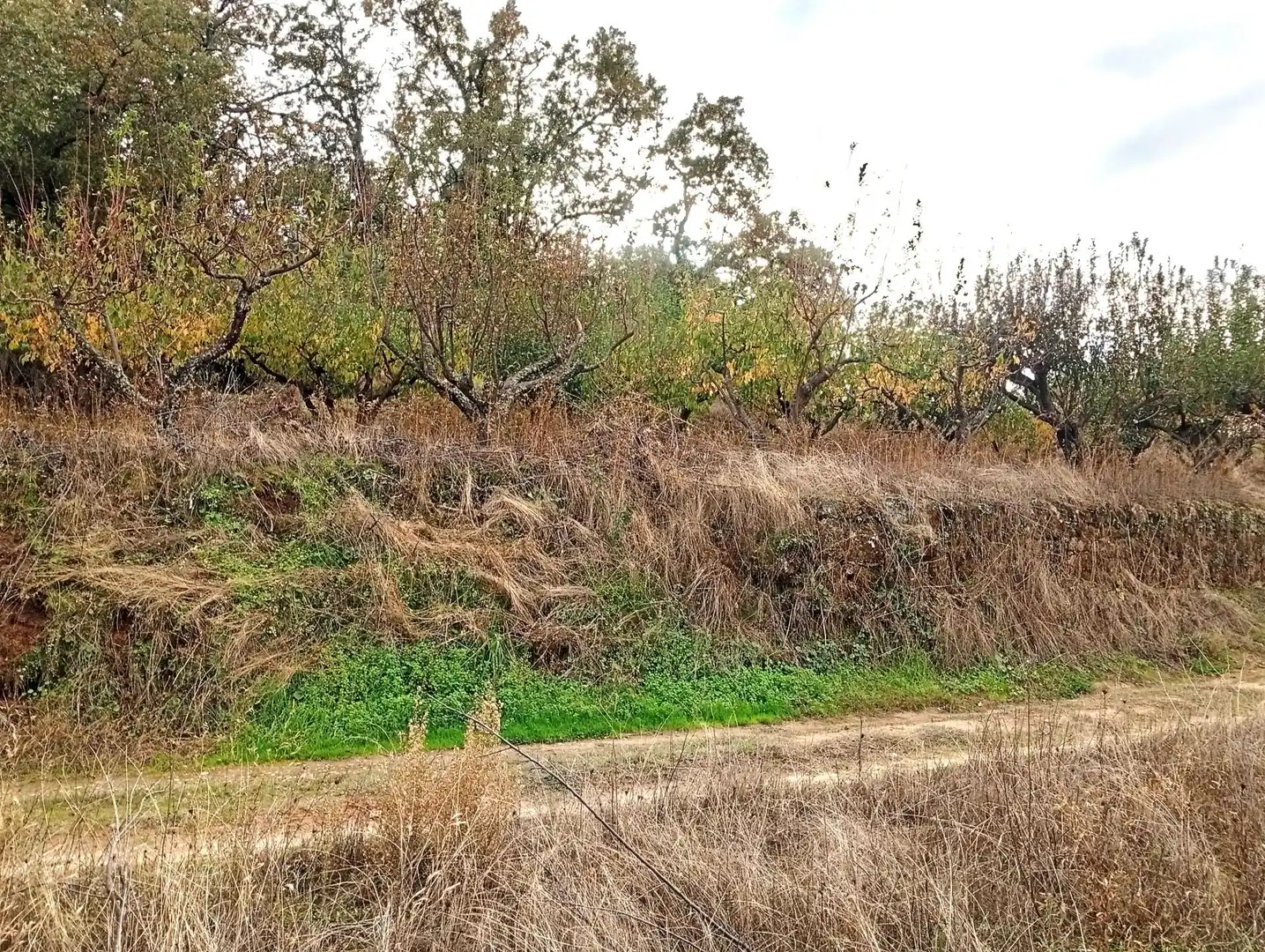 Terreni e lotti in vendita a Villanueva de la Vera, imagen 30