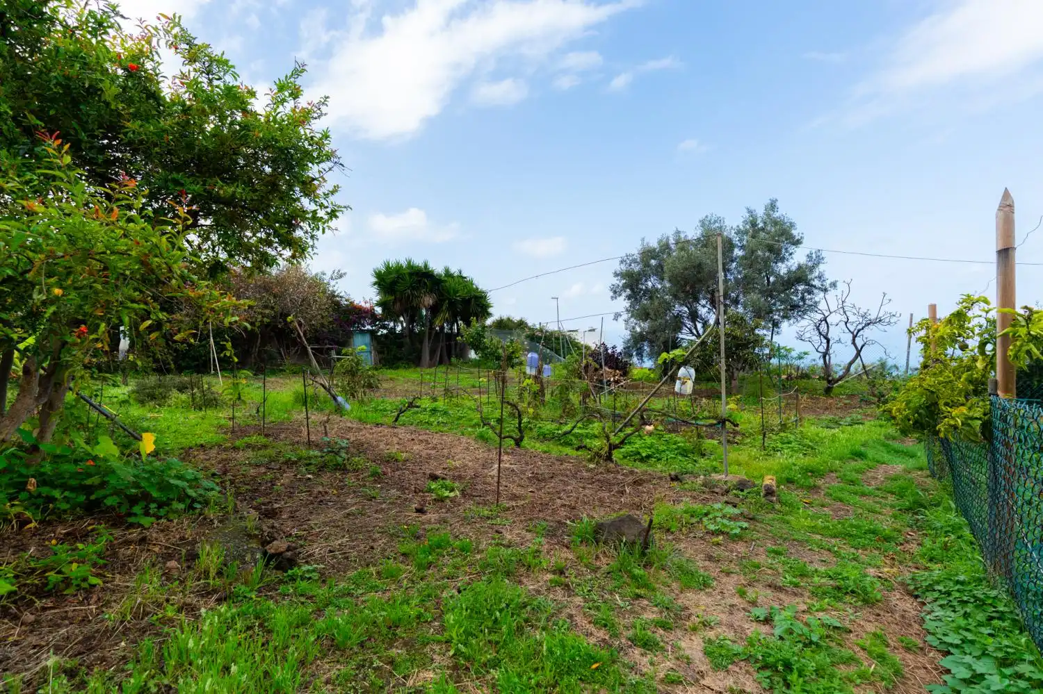 Casa o xalet en venda en Santa Úrsula amb Traster