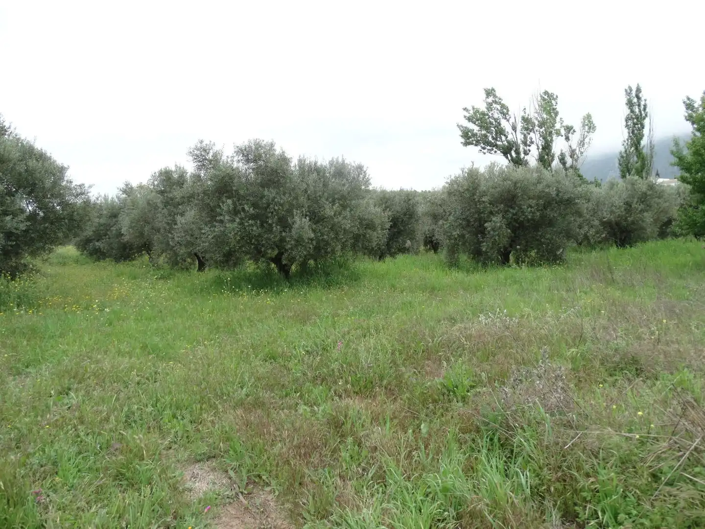 Lands and plots for sale in Calle CERRO LIMON, imagen 16