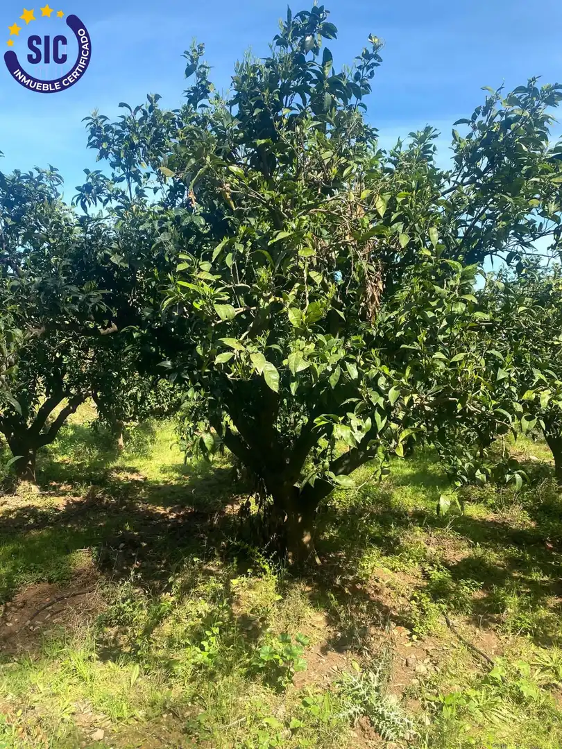 Rural land for sale in Partida Rebols, imagen 2