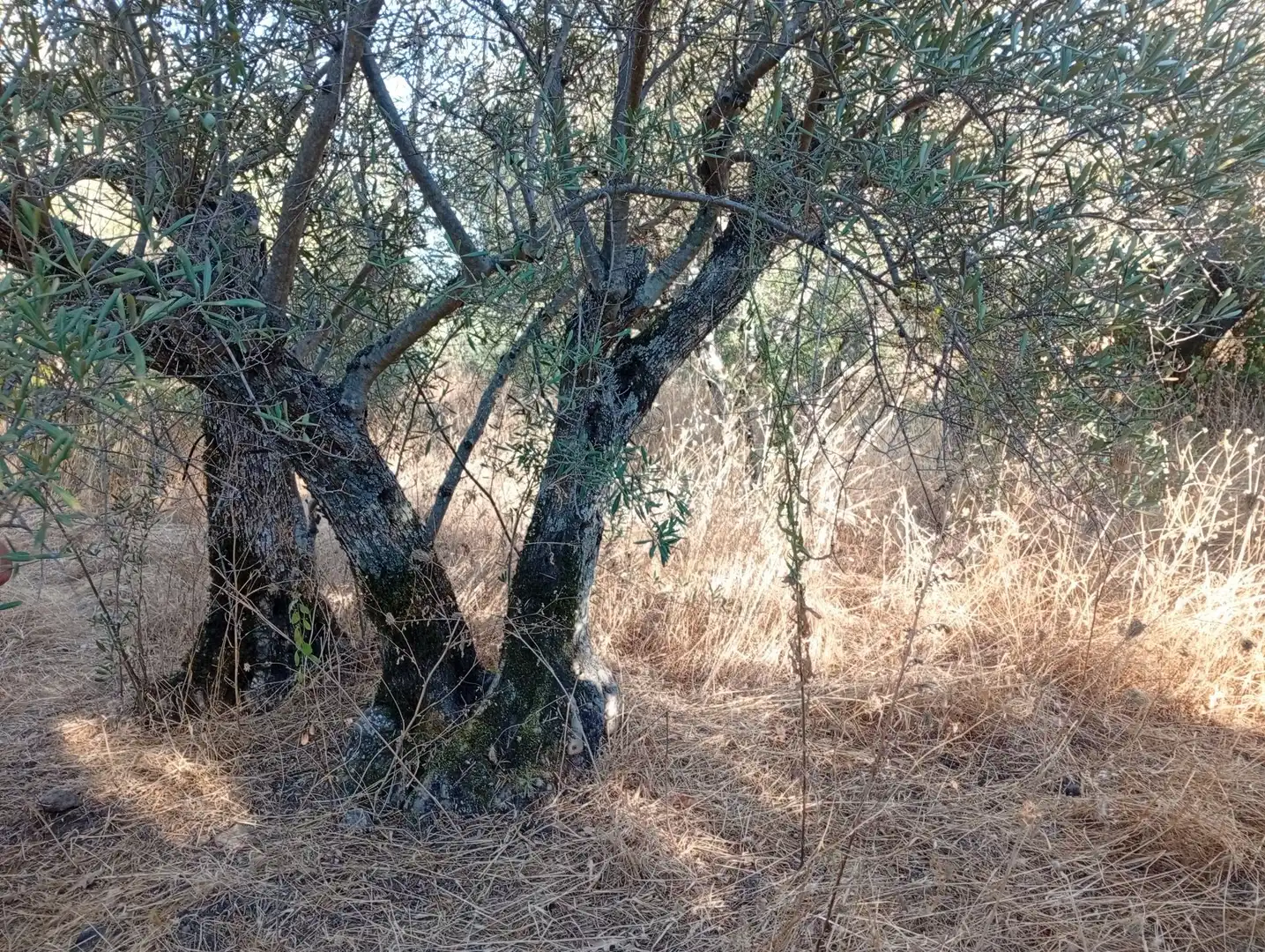 Terreni e lotti in vendita a Villanueva de la Vera, imagen 29