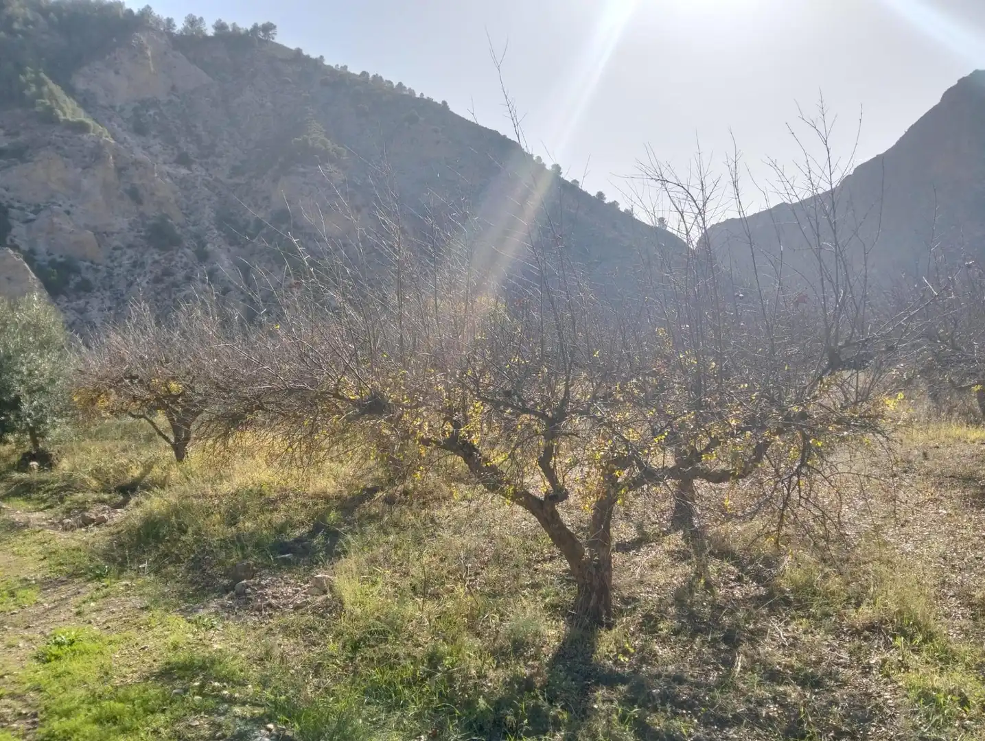 Rural land for sale in Villamena, imagen 10