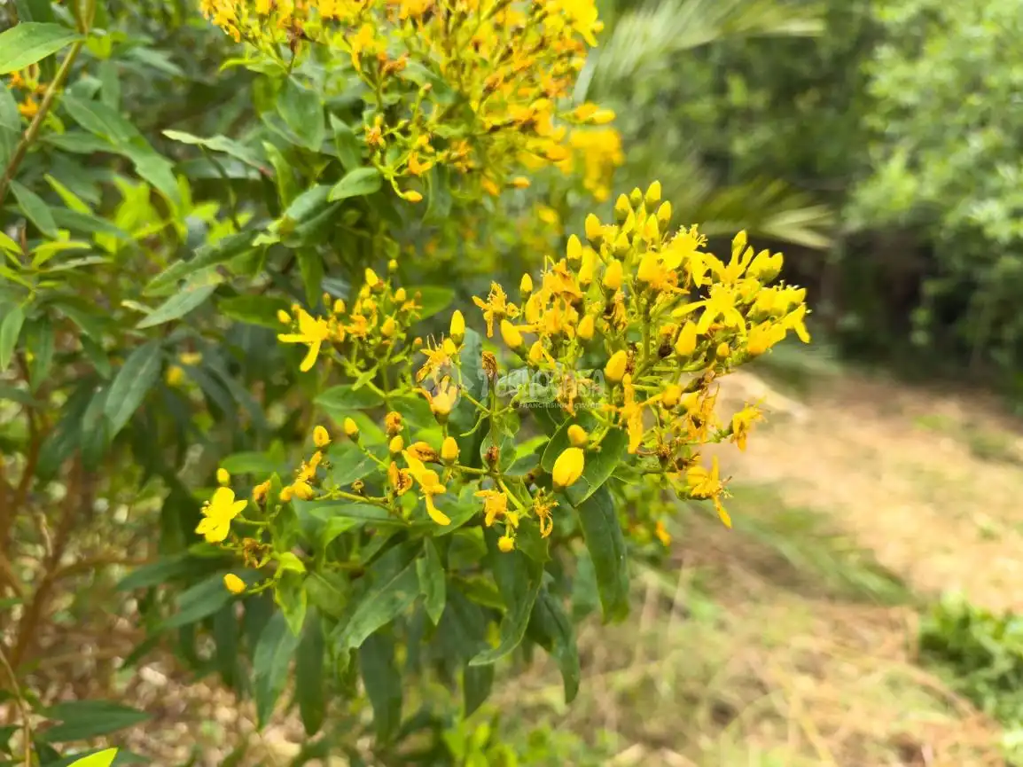 Jardín de Terreno en venta en Icod de los Vinos