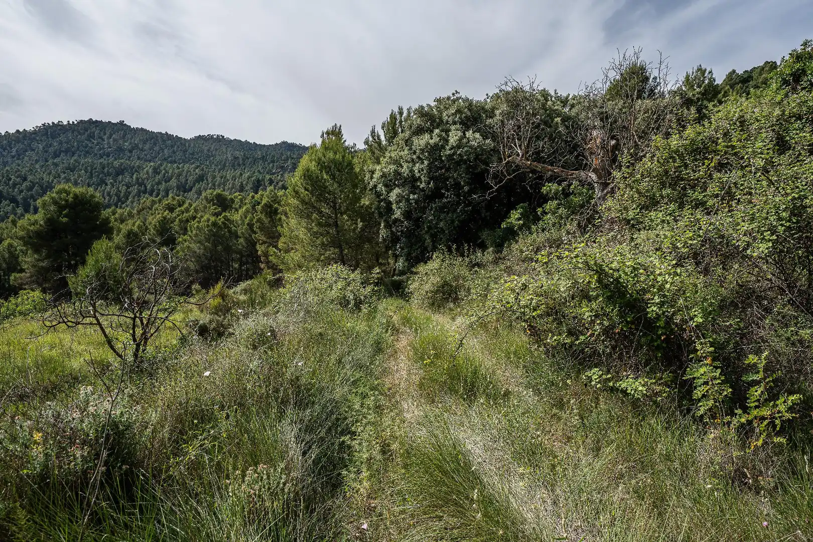 Finca rústica en venta en Moratalla con Piscina