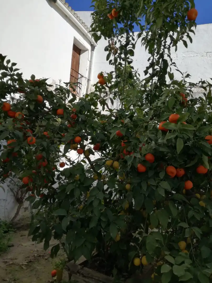 Xalet en venda a Espera, imagen 6