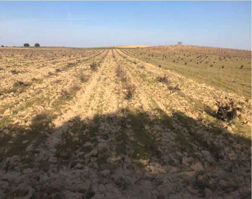Land for sale in Villanueva de Campeán