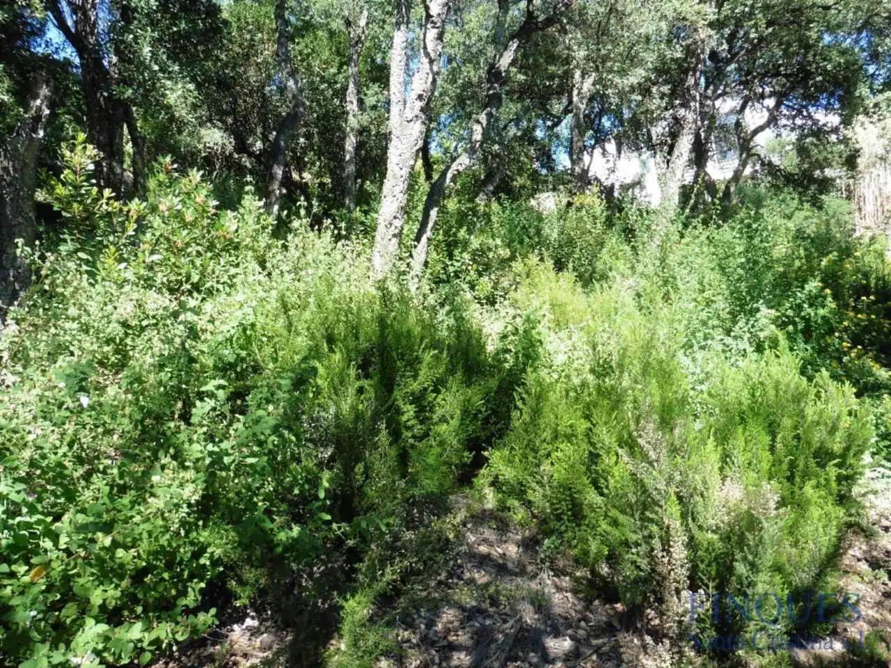 Rural land for sale in volta de l´arboç 241, imagen 4