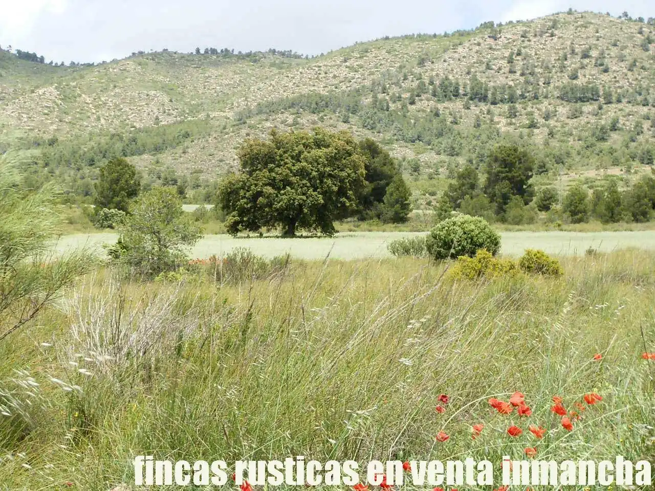 Terreni e lotti in vendita a Elche de la Sierra, imagen 2