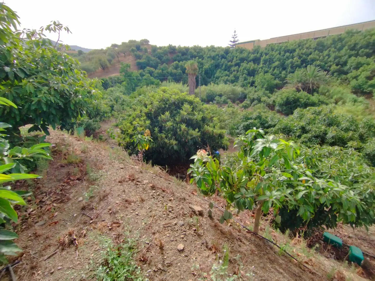 Terreno rustico in vendita a Diseminado Real Alto, imagen 11