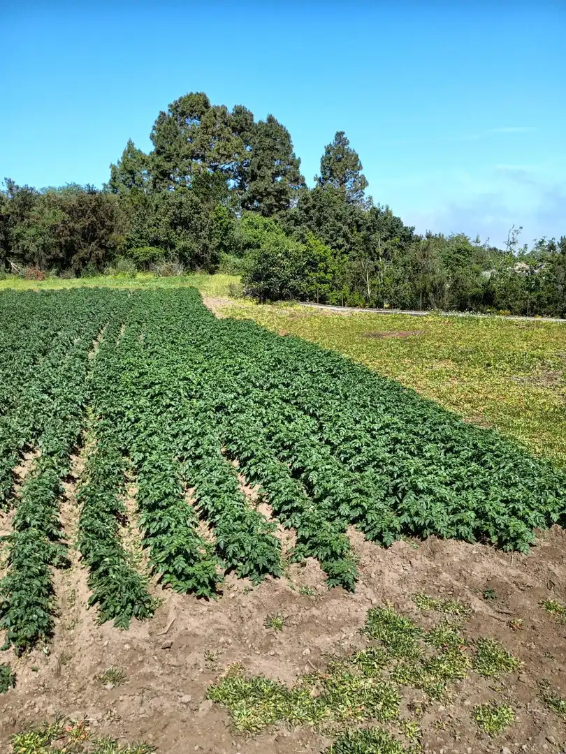 Jardín de Finca rústica en venta en Garachico