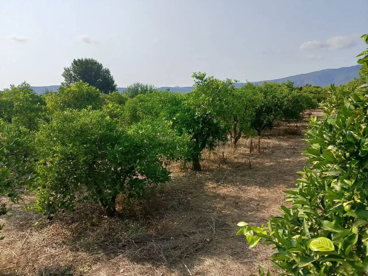 Rural land for sale in Calle Partida Alfas, imagen 10