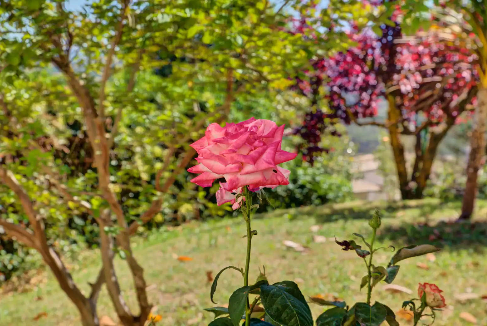 Jardín de Casa o chalet en venta en Pueyo / Puiu con Calefacción, Jardín privado y Terraza