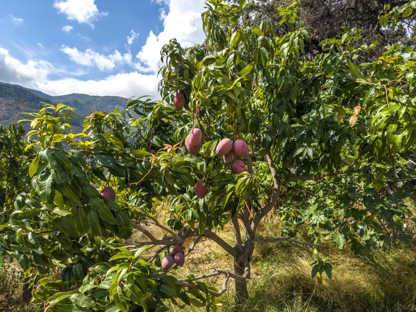 Jardí de Finca rústica en venda en Los Guájares amb Terrassa i Traster
