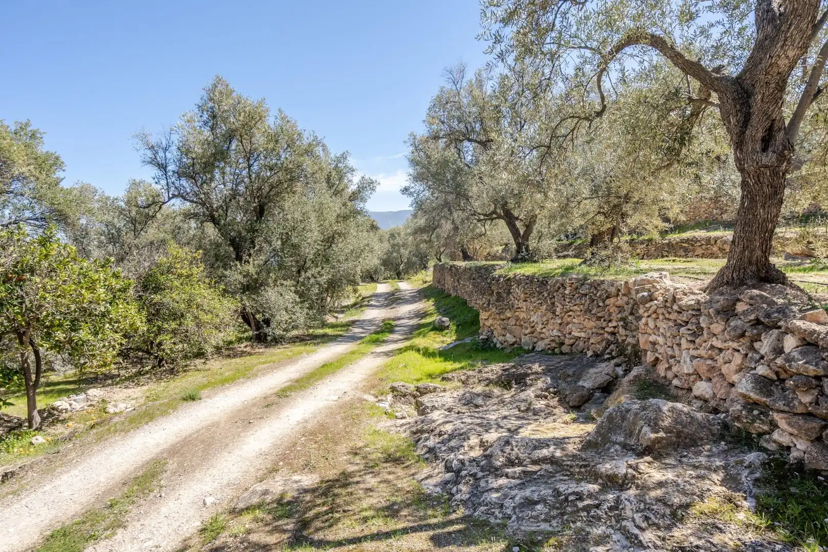 Land for sale in El Pinar