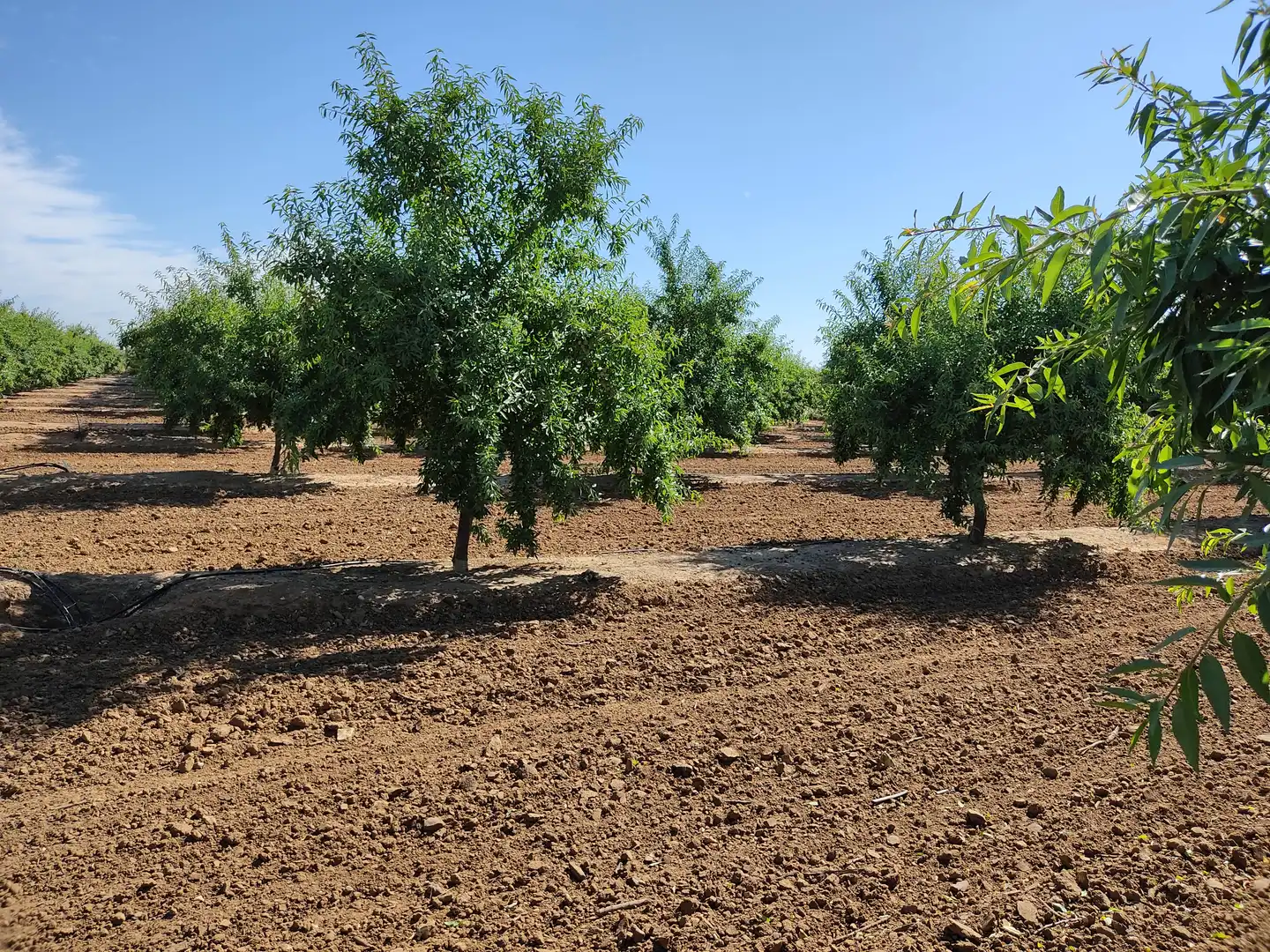 Land for sale in Utrera