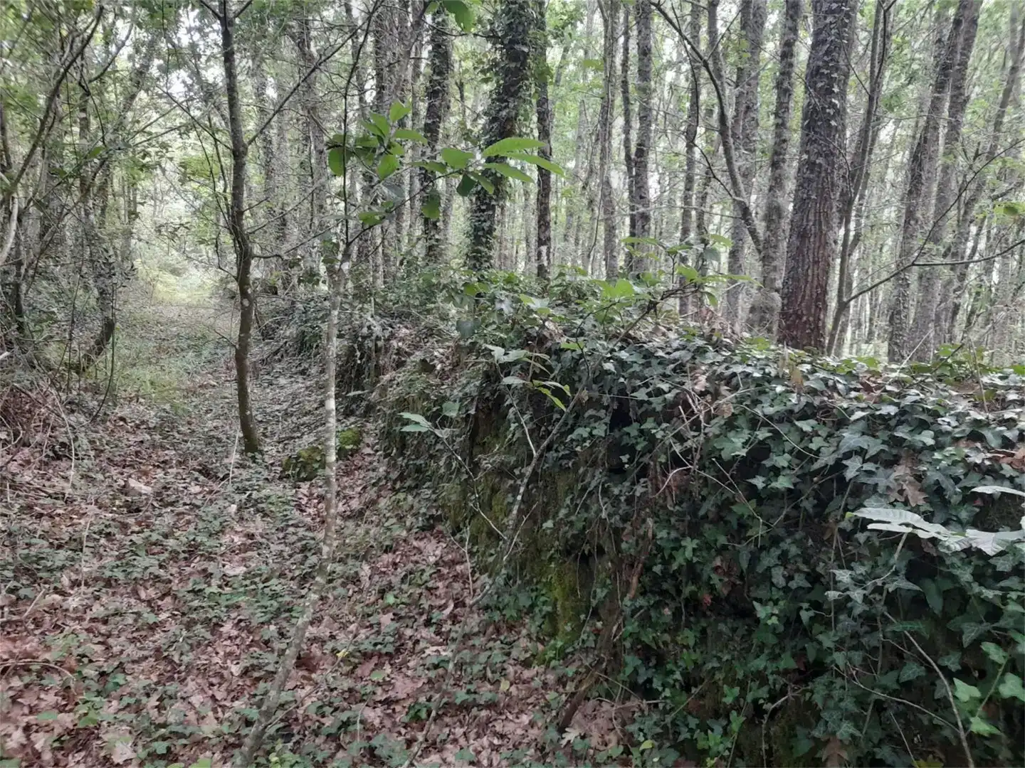 Land for sale in A Bola , Ourense
