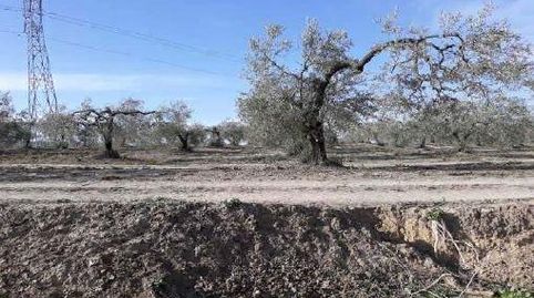 ALBAIDA DEL ALJARAFE (Sevilla). Paraje "El Cortijuelo". Polígono 7, imatge 2