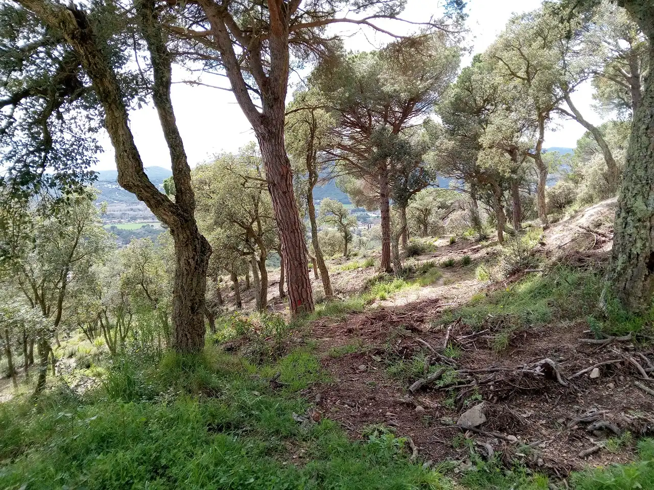 Terreny residencial en venda a Avinguda de les Mimoses, imagen 4