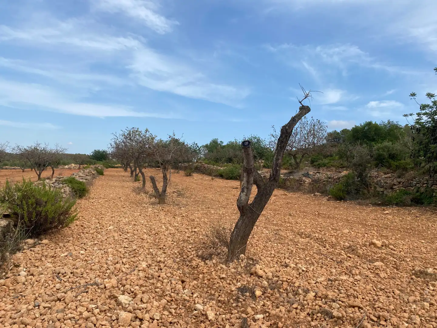 Terrain rustique à vendre à Carrer Camí de Montferri, imagen 3