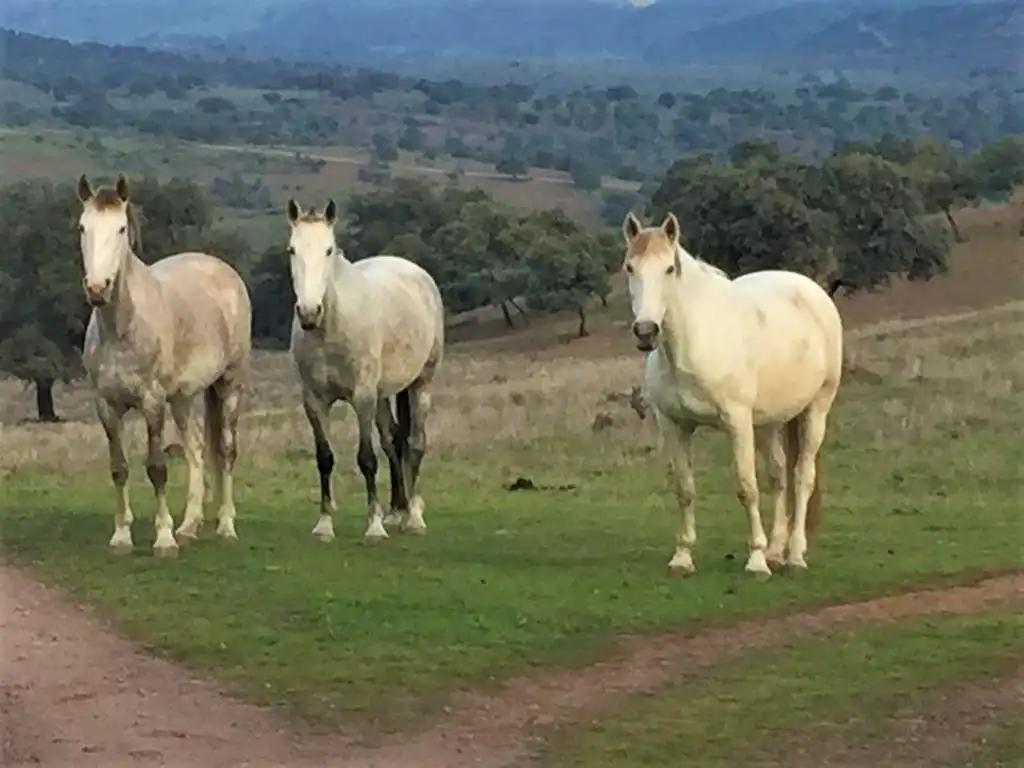 Vista exterior de Finca rústica en venda en Almadén de la Plata amb Calefacció i Terrassa