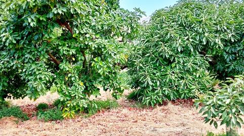 Foto 5 de Finca rústica en venda a Árchez, Málaga