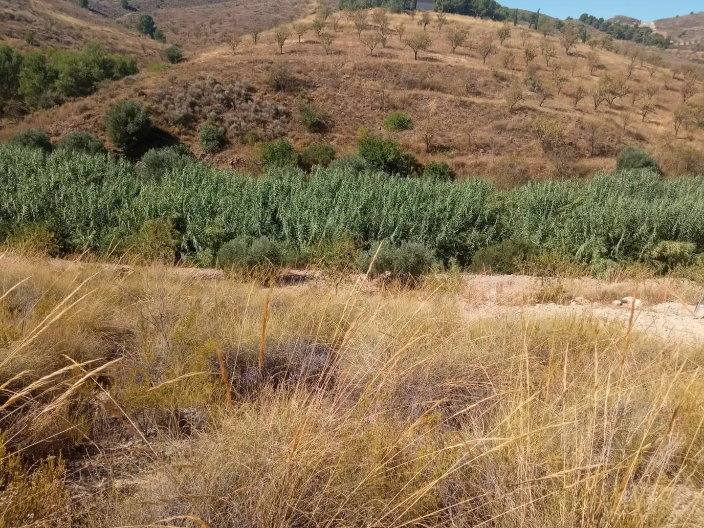 Terrains et parcelles à vendre à Pedanías Norte, imagen 5