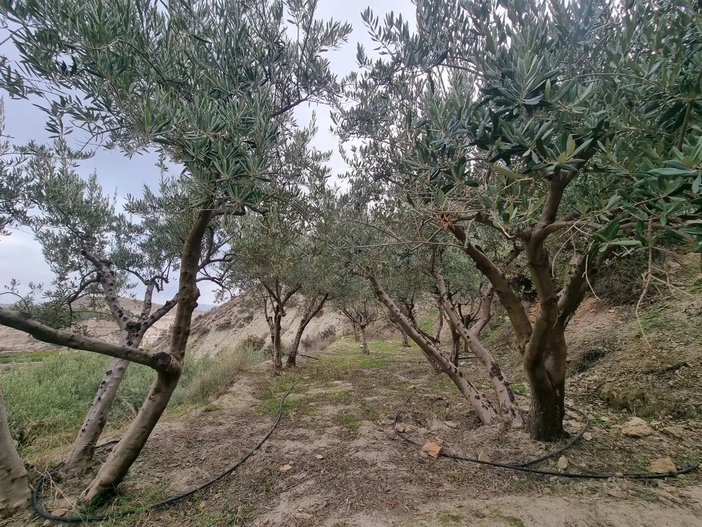 Rural land for sale in Calle Camino Ancho 4, imagen 31