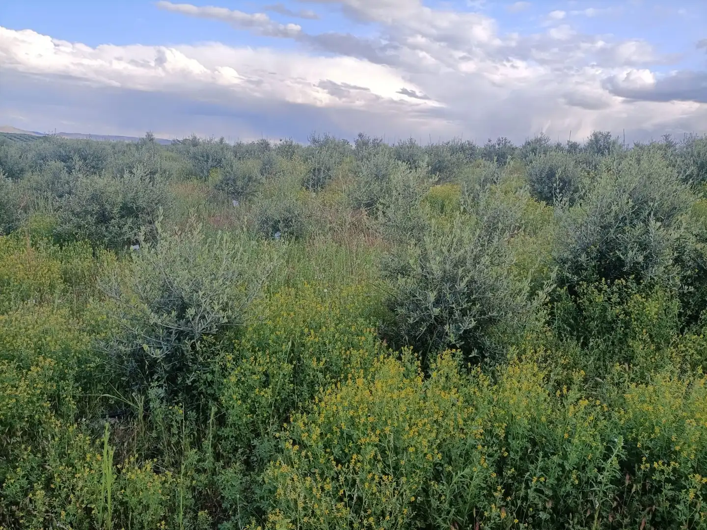 Terreni e lotti in vendita a Villaminaya, imagen 15