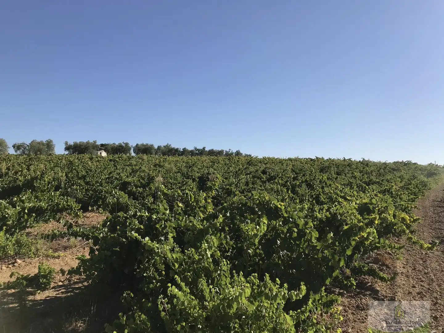 Finca rústica en venta en Chucena
