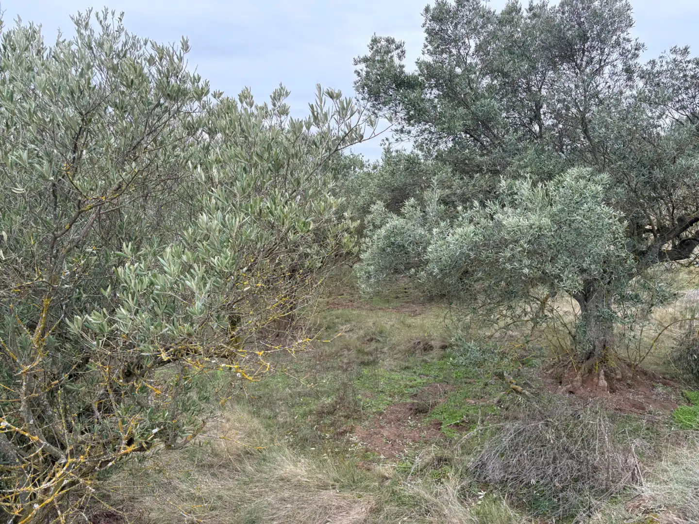 Terreno rústico en venta en Lardero, imagen 5