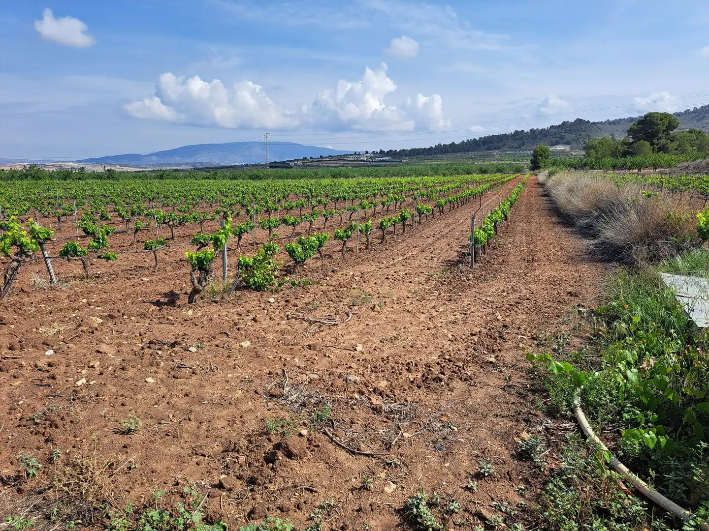 Terreno residencial en venta en El Pinós / Pinoso, imagen 4