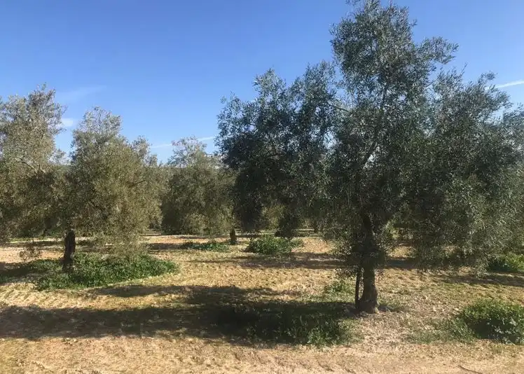 Terrenos y solares en venta en Alameda, imagen 3