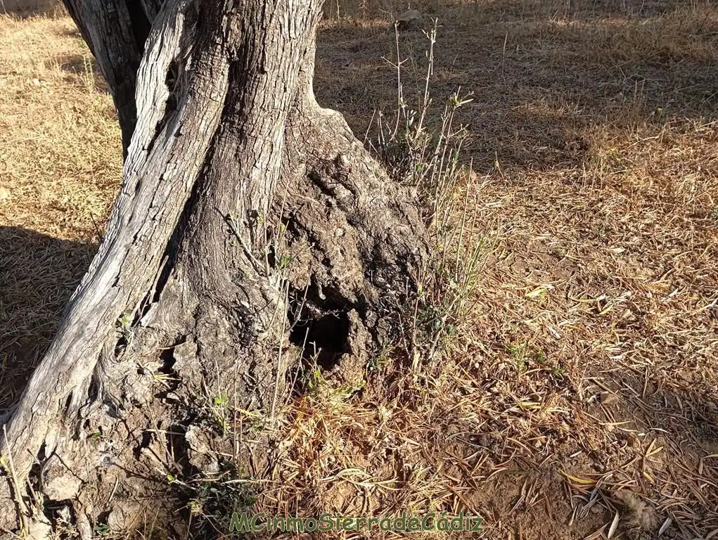 Casa rústica en venda a Cabeza de los Ajos, imagen 12