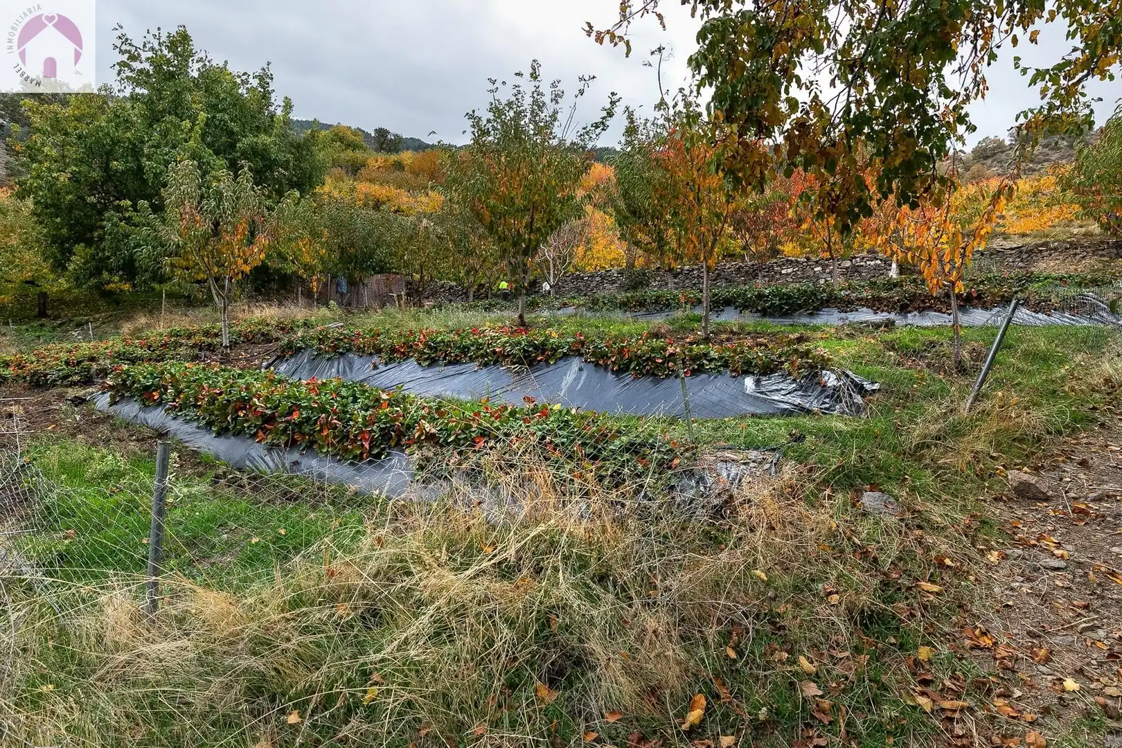Lands and plots for sale in Güéjar Sierra, imagen 3