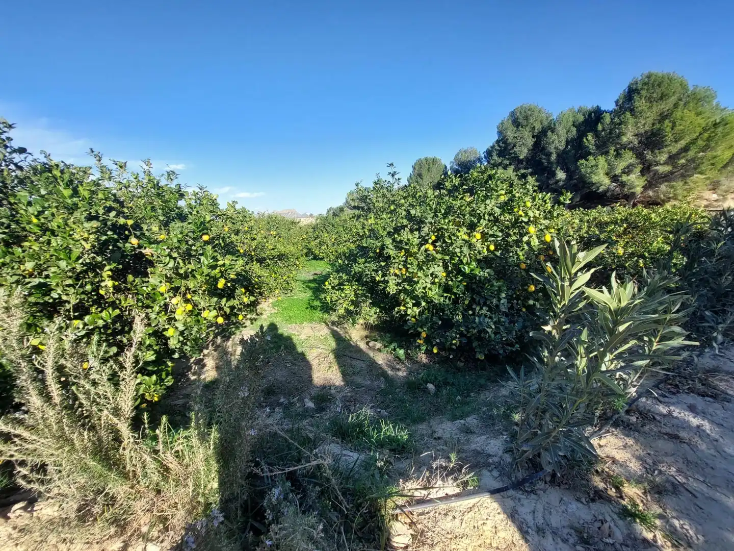 Terrenys i solars en venda a Camino Camino Cañada Umbría, imagen 7