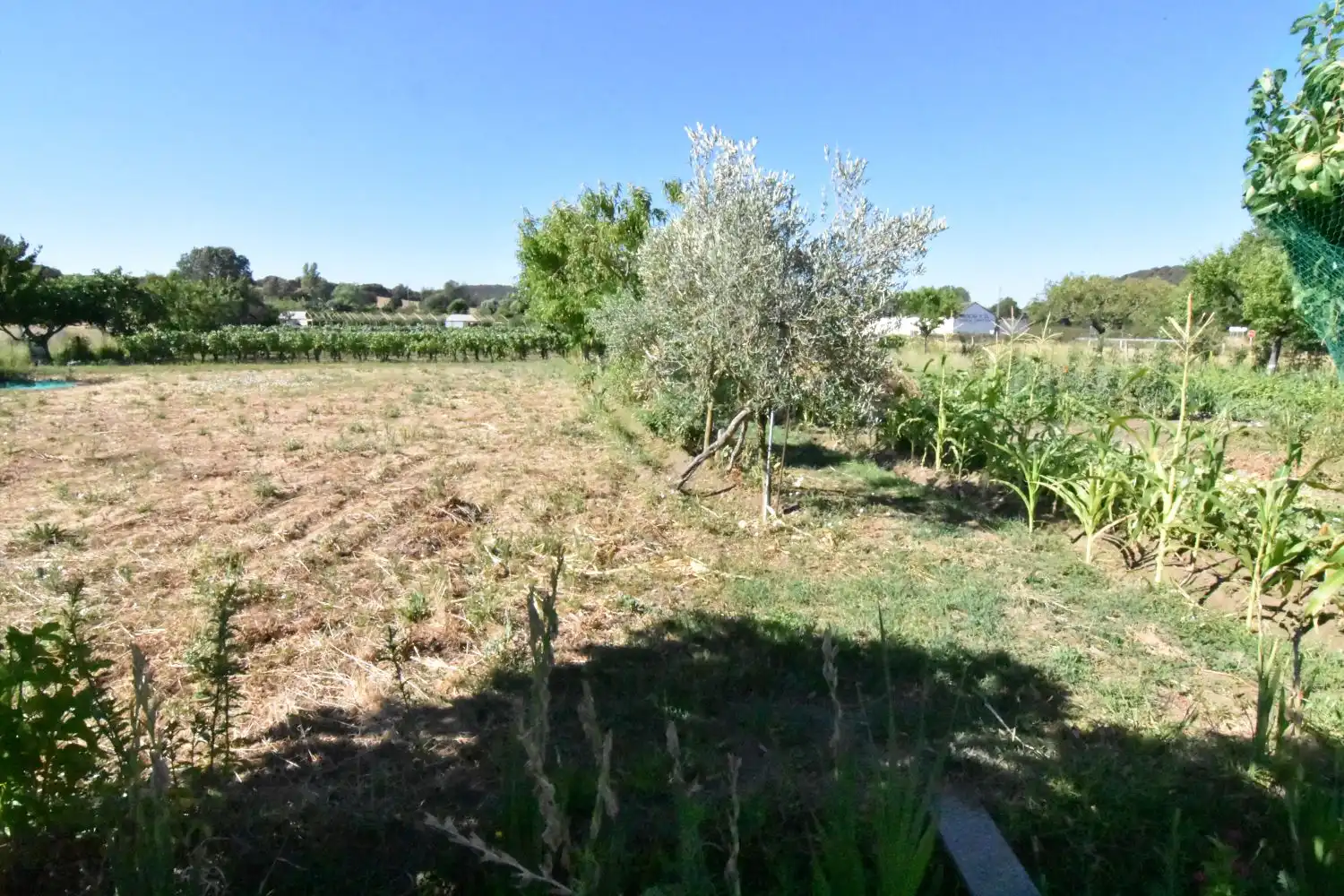 Finca rústica en venta en Ciudad Rodrigo