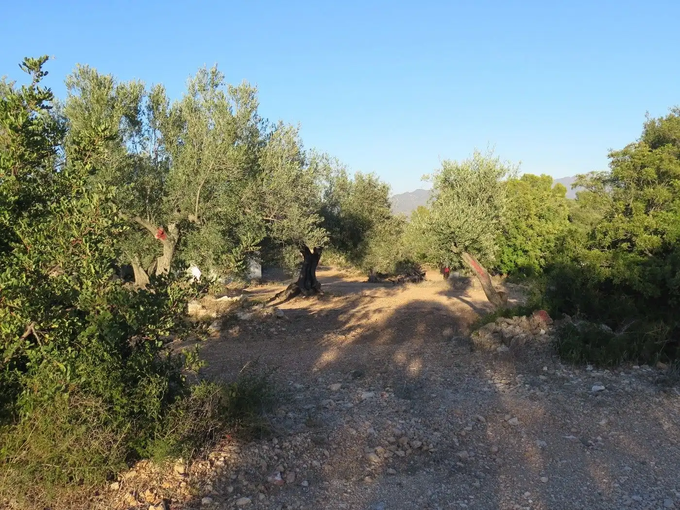 Terrain résidentiel à vendre à Xerta, imagen 12