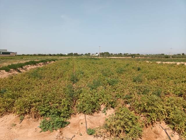 Terreno en Venta en Albujón