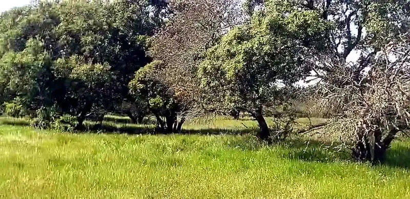 Terreni e lotti in vendita a Aldea del Cano, imagen 6