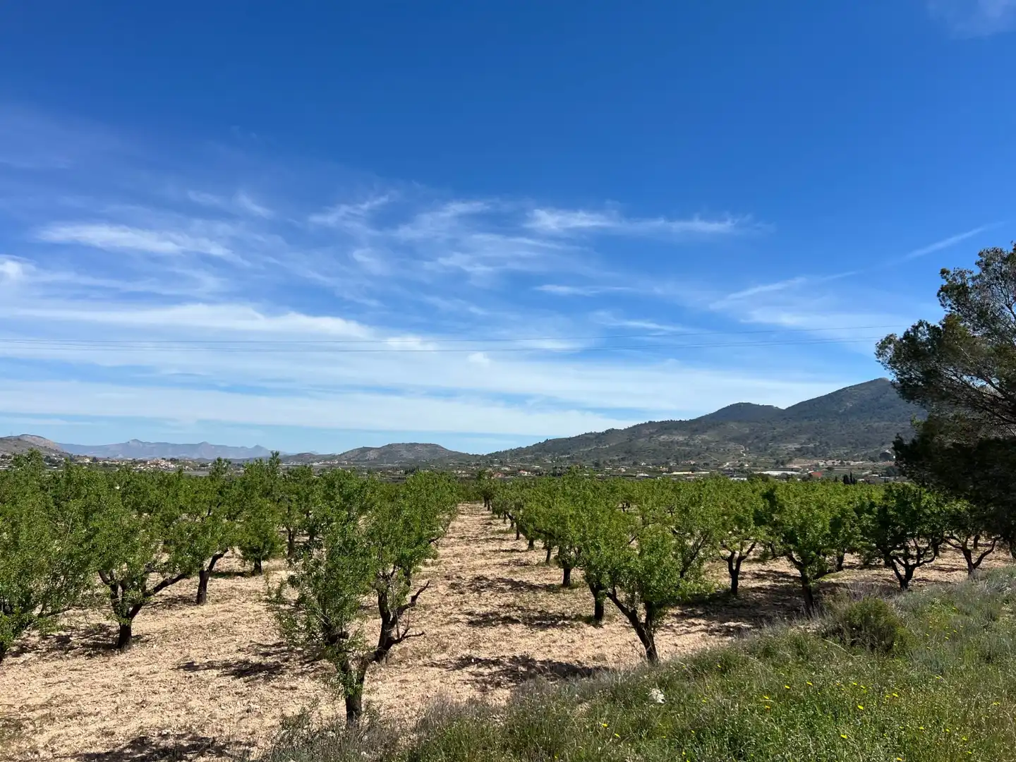 Terreno rustico in vendita a Hondón de los Frailes, imagen 6