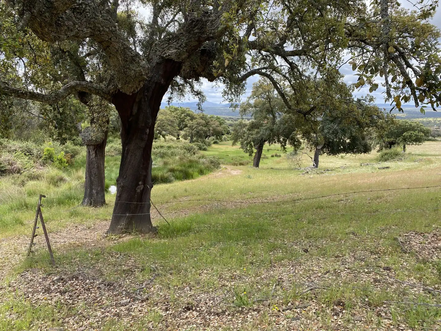 Terreno en venta en Deleitosa