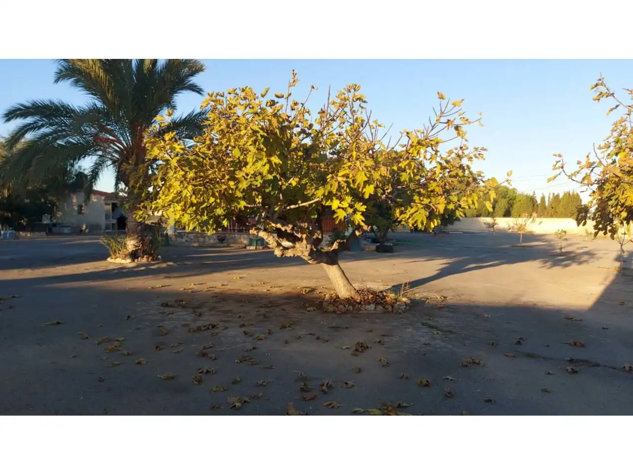 Vista exterior de Casa o xalet en venda en Elche / Elx amb Calefacció, Jardí privat i Piscina