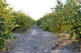 Terreno en venta en Lecrín