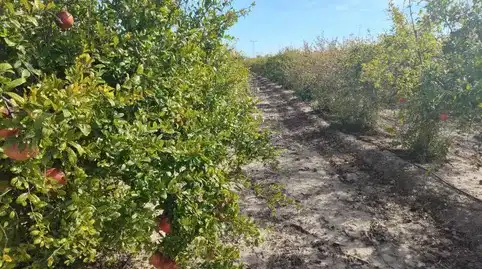 Terrain rustique à vendre à La Foia - Daimés - Asprella