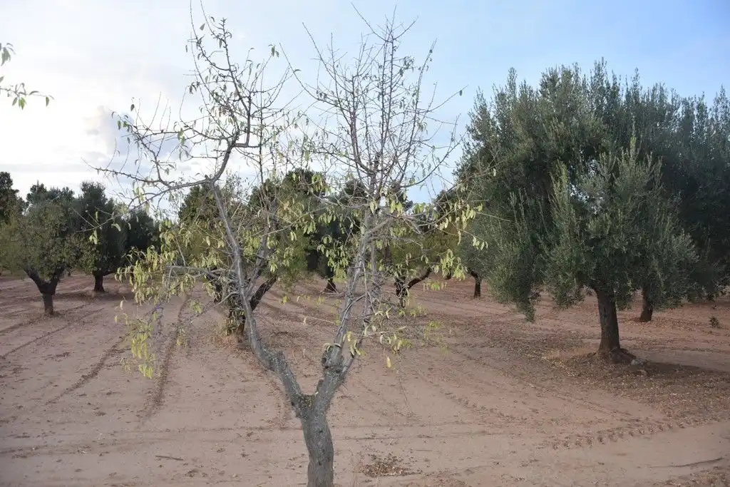 Terreni e lotti in vendita a Valderrobres, imagen 4