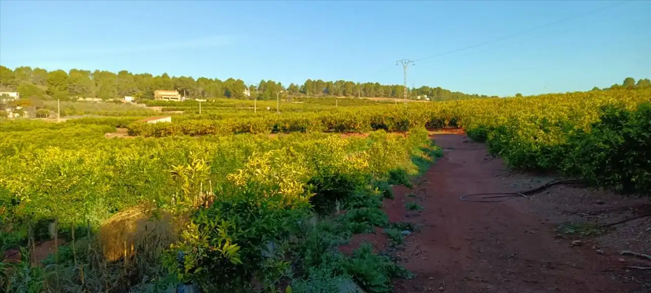 Land for sale in Torres Torres