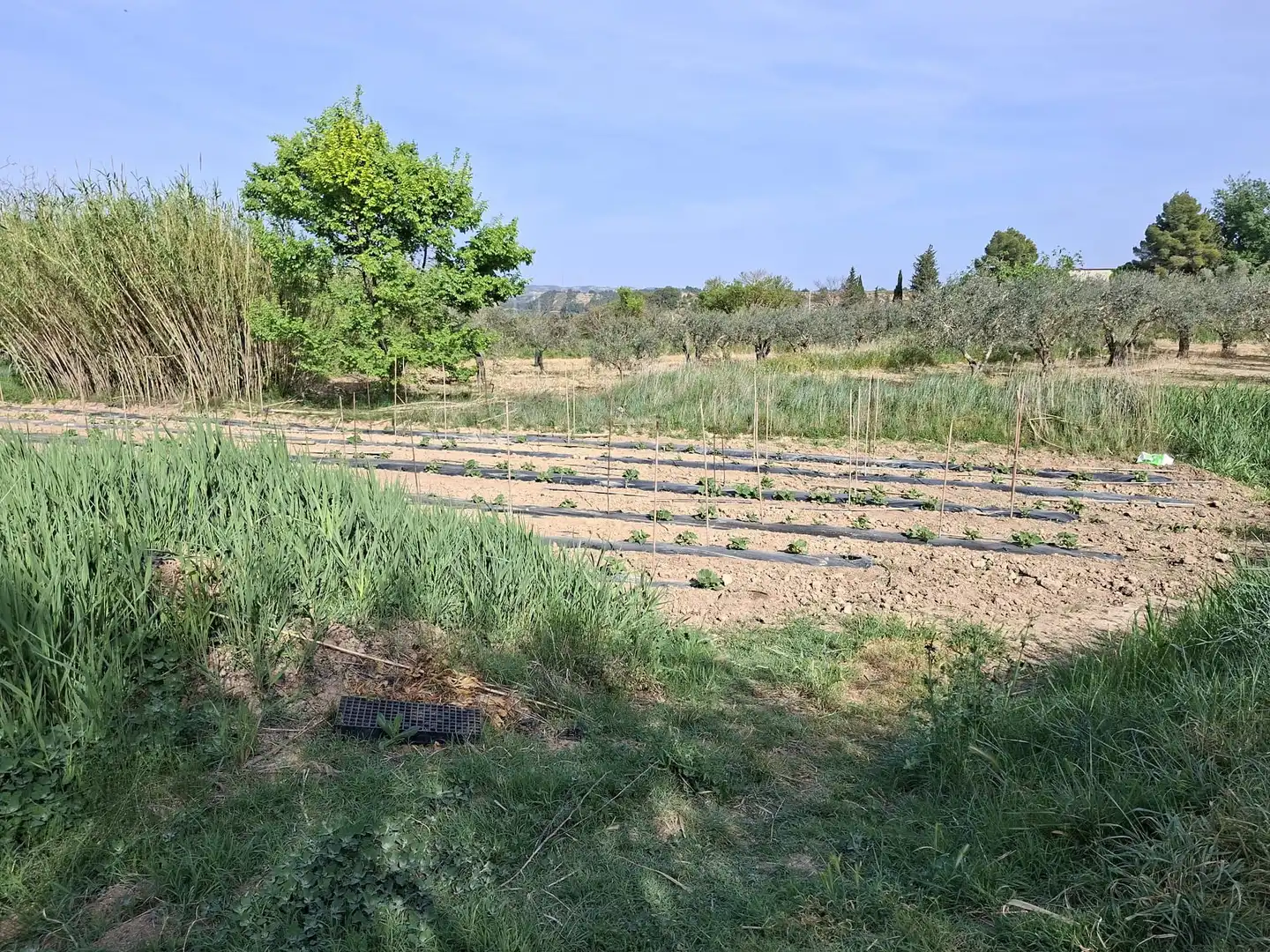 Finca rústica en venda en Caspe